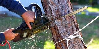  Goldendale, WA Tree Care Pros