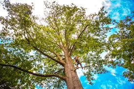 Best Arborist Consultation Services  in Goldendale, WA