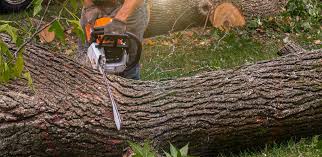 How Our Tree Care Process Works  in  Goldendale, WA