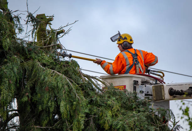 Best Hedge Trimming  in Goldendale, WA