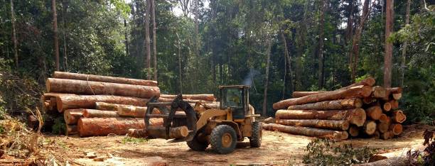Best Hazardous Tree Removal  in Goldendale, WA