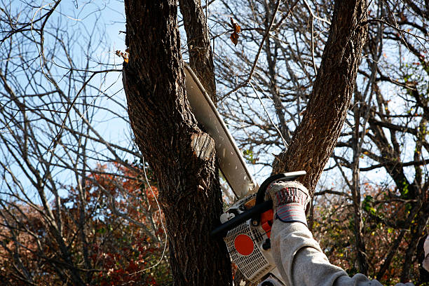 Professional Tree Care in Goldendale, WA