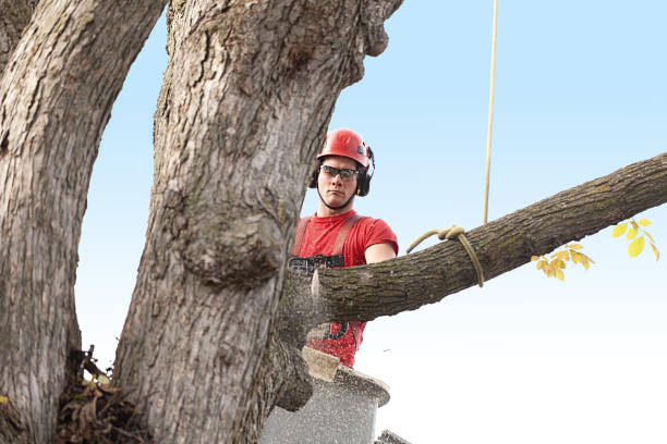 Best Lawn Maintenance Plans  in Goldendale, WA